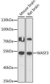 WASF3 Polyclonal Antibody