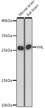 VHL Polyclonal Antibody
