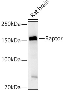 Raptor Polyclonal Antibody