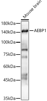 AEBP1 Polyclonal Antibody&nbsp;<img src="images/icon_newarrival.gif" alt="new" border="0">