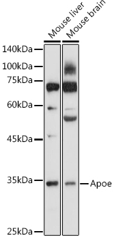 Apoe Polyclonal Antibody