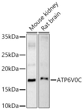 ATP6V0C Polyclonal Antibody