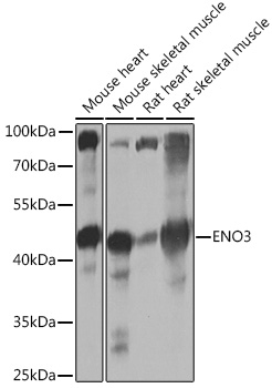 ENO3 Polyclonal Antibody