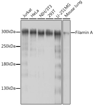 Filamin A Polyclonal Antibody