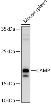 CAMP Polyclonal Antibody