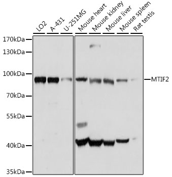 MTIF2 Polyclonal Antibody