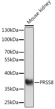 PRSS8 Polyclonal Antibody
