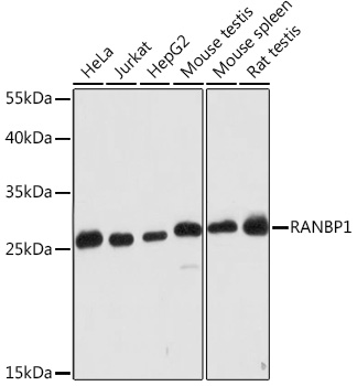 RANBP1 Polyclonal Antibody