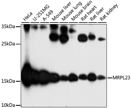 MRPL23 Polyclonal Antibody