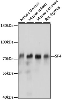 SP4 Polyclonal Antibody