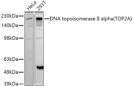 DNA topoisomerase II alpha (TOP2A) Polyclonal Antibody