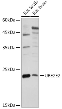 UBE2E2 Polyclonal Antibody
