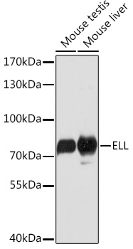 ELL Polyclonal Antibody