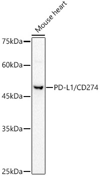 PD-L1/CD274 Polyclonal Antibody