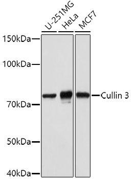 Cullin 3 Polyclonal Antibody