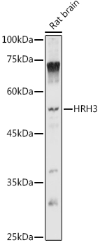 HRH3 Polyclonal Antibody
