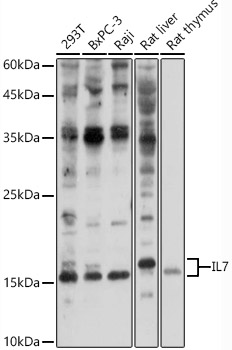 IL7 Polyclonal Antibody