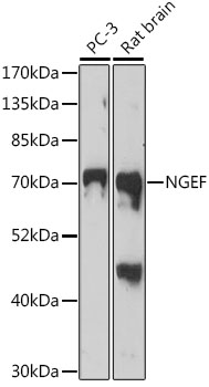 NGEF Polyclonal Antibody