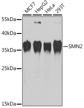 SMN2 Polyclonal Antibody