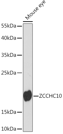 ZCCHC10 Polyclonal Antibody