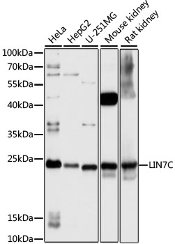 LIN7C Polyclonal Antibody