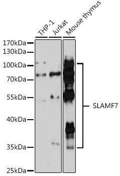 SLAMF7 Polyclonal Antibody