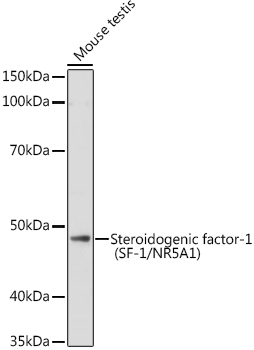 Steroidogenic factor-1 (SF-1/NR5A1) Polyclonal Antibody