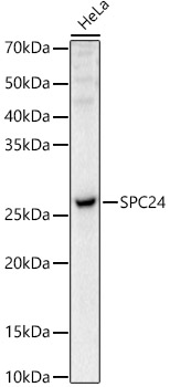 SPC24 Polyclonal Antibody