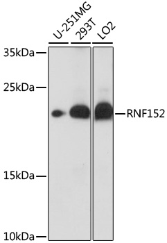 RNF152 Polyclonal Antibody