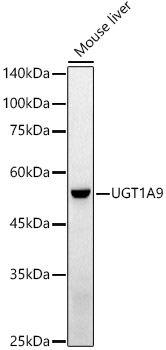 UGT1A9 Polyclonal Antibody