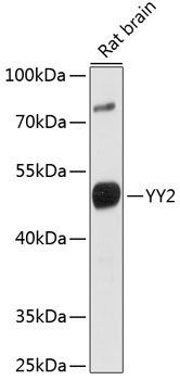 YY2 Polyclonal Antibody