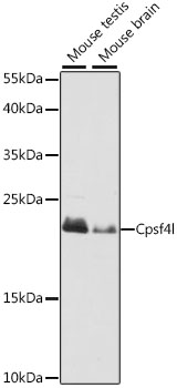 Cpsf4l Polyclonal Antibody