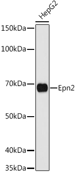Epn2 Polyclonal Antibody