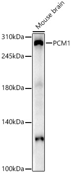 PCM1 Polyclonal Antibody