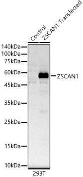 ZSCAN1 Polyclonal Antibody