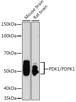 PDK1/PDPK1 Polyclonal Antibody