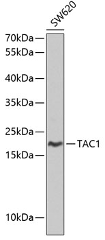 TAC1 Polyclonal Antibody