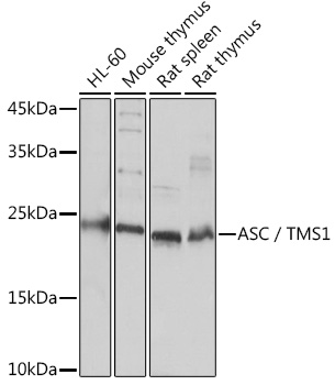 ASC/TMS1 Polyclonal Antibody