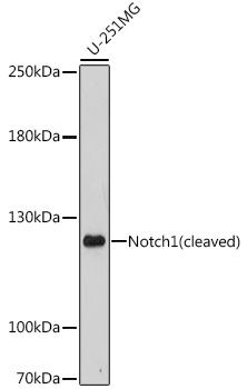 Notch1 Polyclonal Antibody