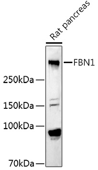 Fibrillin 1 Polyclonal Antibody