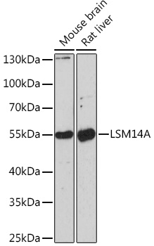 LSM14A Polyclonal Antibody