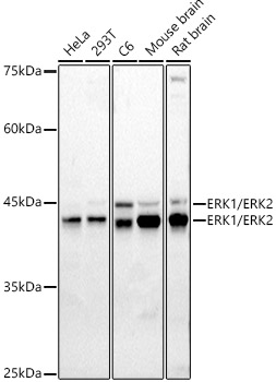 ERK1 / ERK2 Polyclonal Antibody