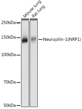 Neuropilin-1 (NRP1) Polyclonal Antibody