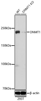 DNMT1 Polyclonal Antibody