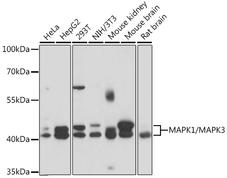 MAPK1/MAPK3 Polyclonal Antibody