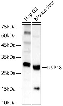 USP18 Polyclonal Antibody