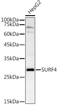 SURF4 Polyclonal Antibody