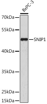 SNIP1 Polyclonal Antibody