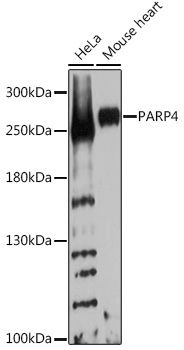 PARP4 Polyclonal Antibody