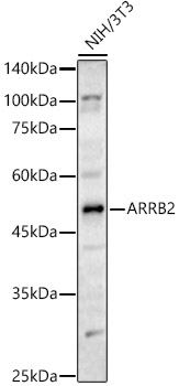 ARRB2 Polyclonal Antibody